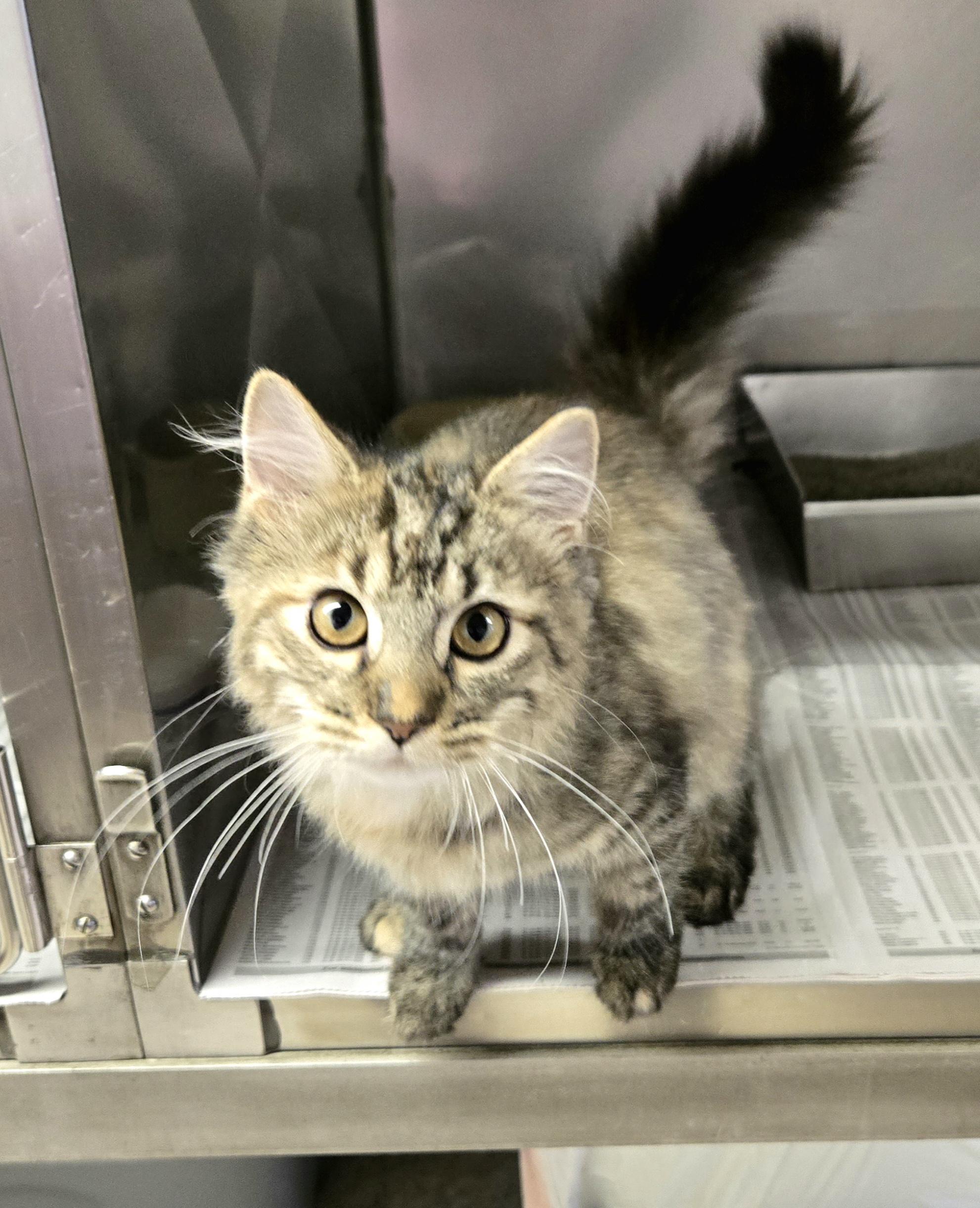 Enlarge Heather, an adopted Domestic Medium Hair in Arlington Heights, IL image 1/6