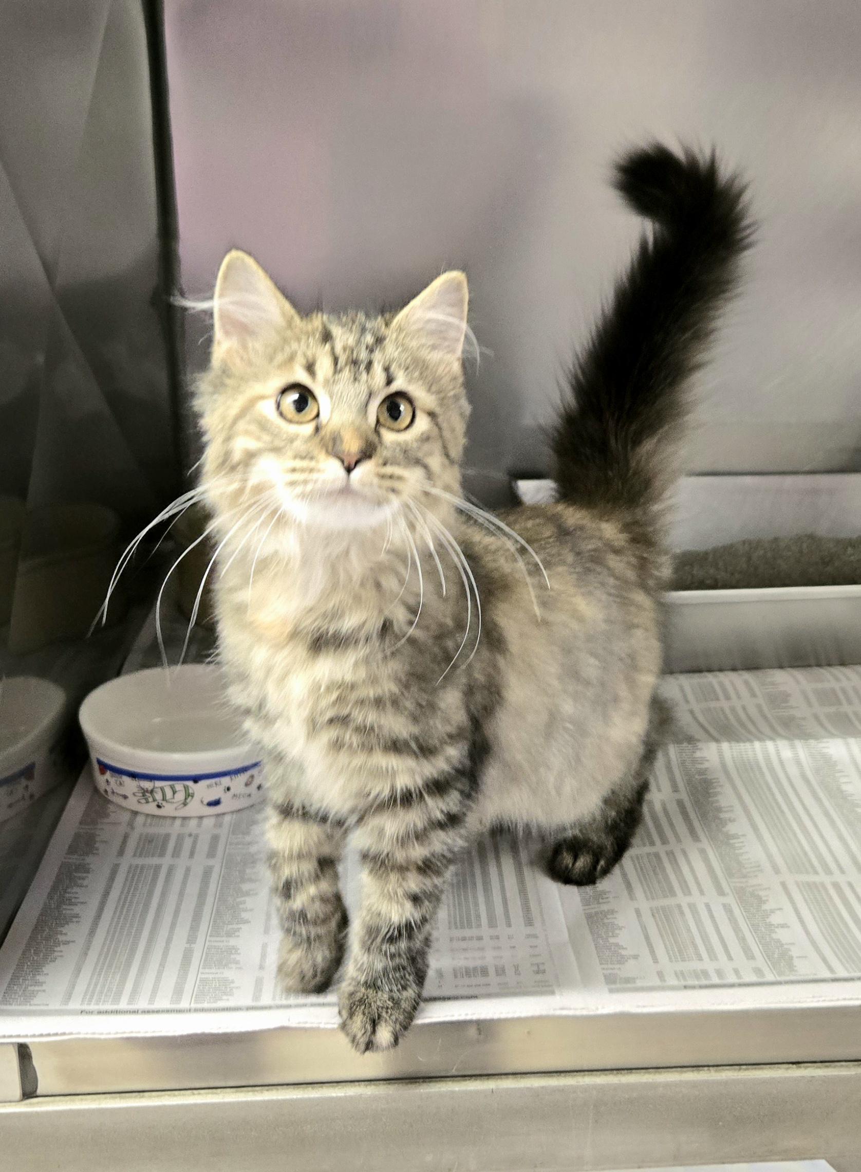 Enlarge Heather, an adopted Domestic Medium Hair in Arlington Heights, IL image 4/6