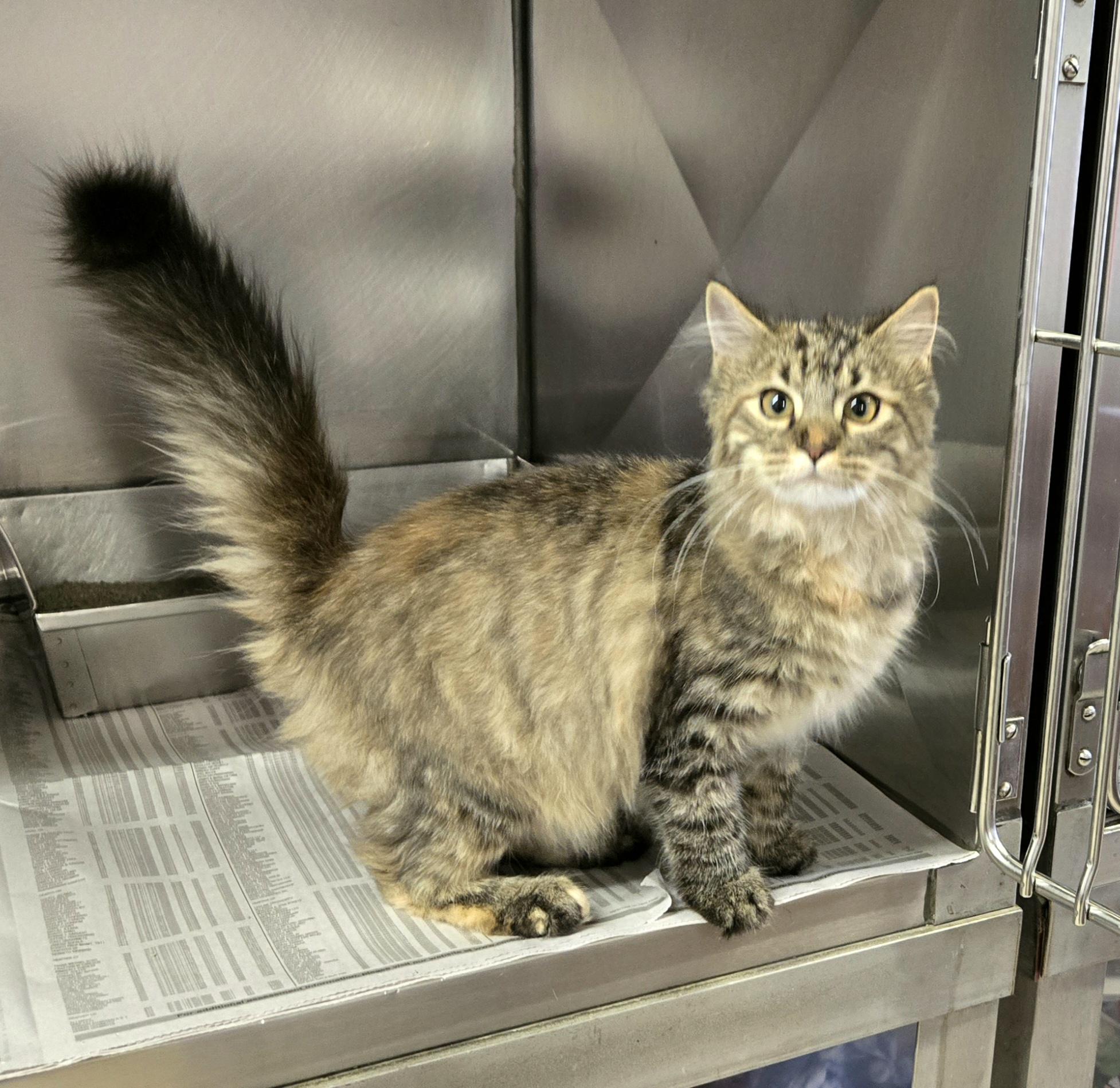 Enlarge Heather, an adopted Domestic Medium Hair in Arlington Heights, IL image 5/6