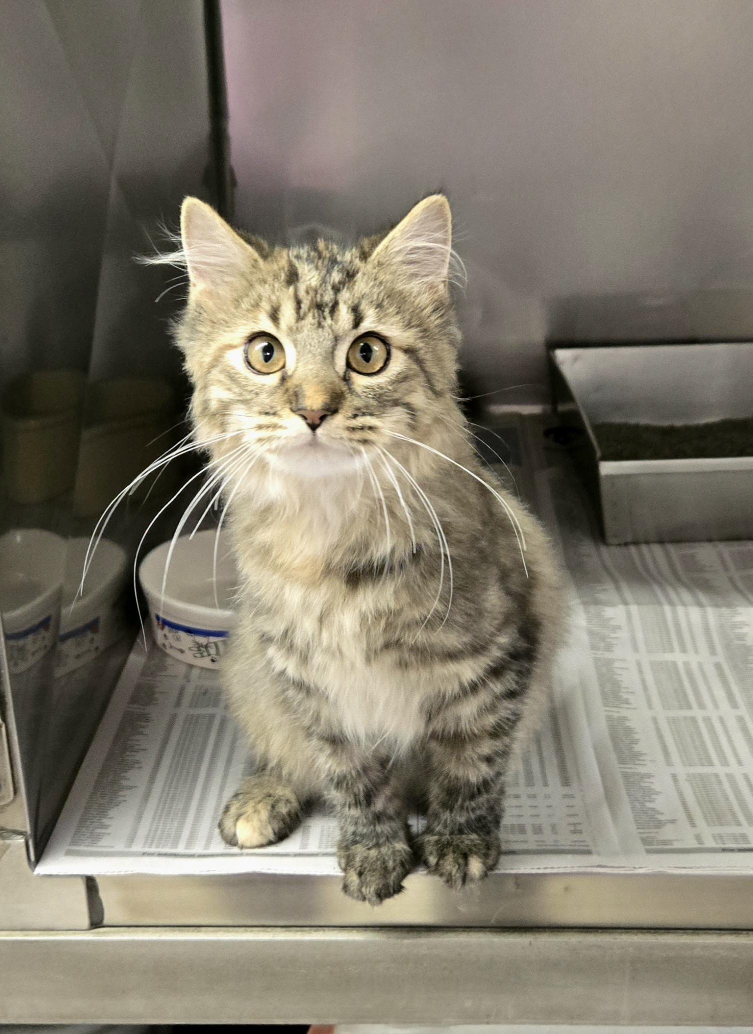 Enlarge Heather, an adopted Domestic Medium Hair in Arlington Heights, IL image 6/6