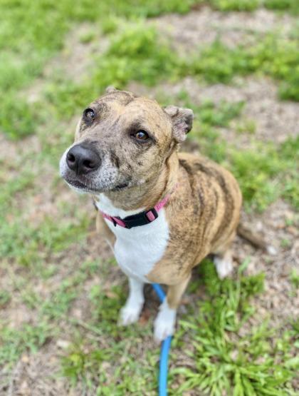 Enlarge Spuds, a Adoptable mixed breed in Vero Beach, FL image 1/2