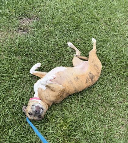 Enlarge Spuds, a Adoptable mixed breed in Vero Beach, FL image 2/2