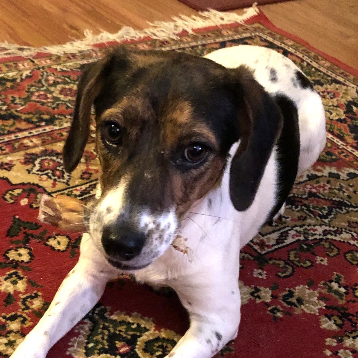 Scarlett, Adoptable, Young Female Beagle & Jack Russell Terrier.