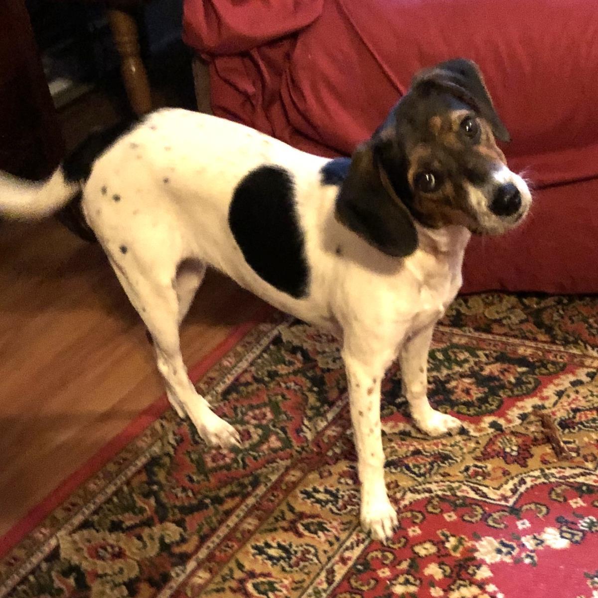 Scarlett, a Adoptable mixed breed in Locust Fork, AL image 2/3