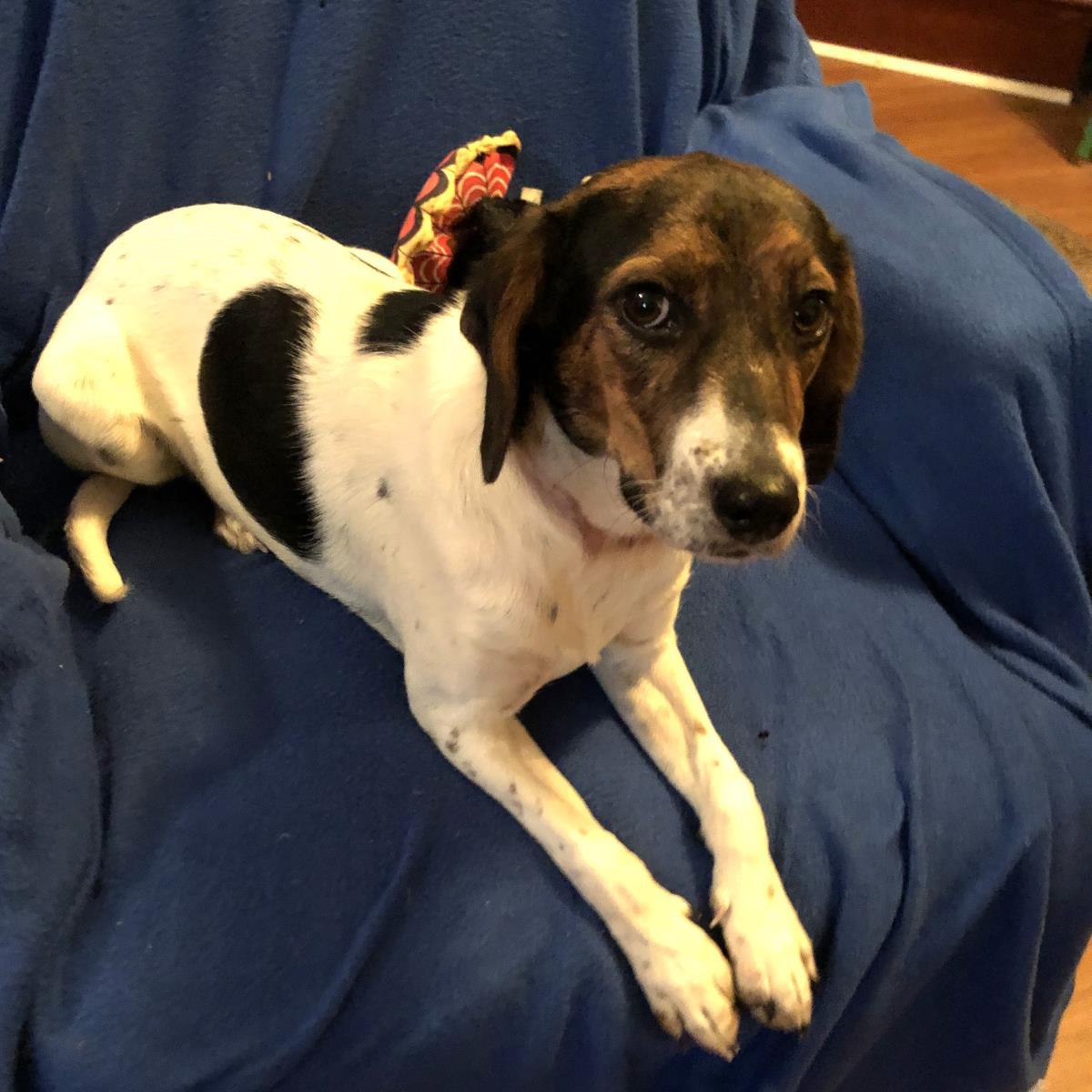 Scarlett, a Adoptable mixed breed in Locust Fork, AL image 3/3