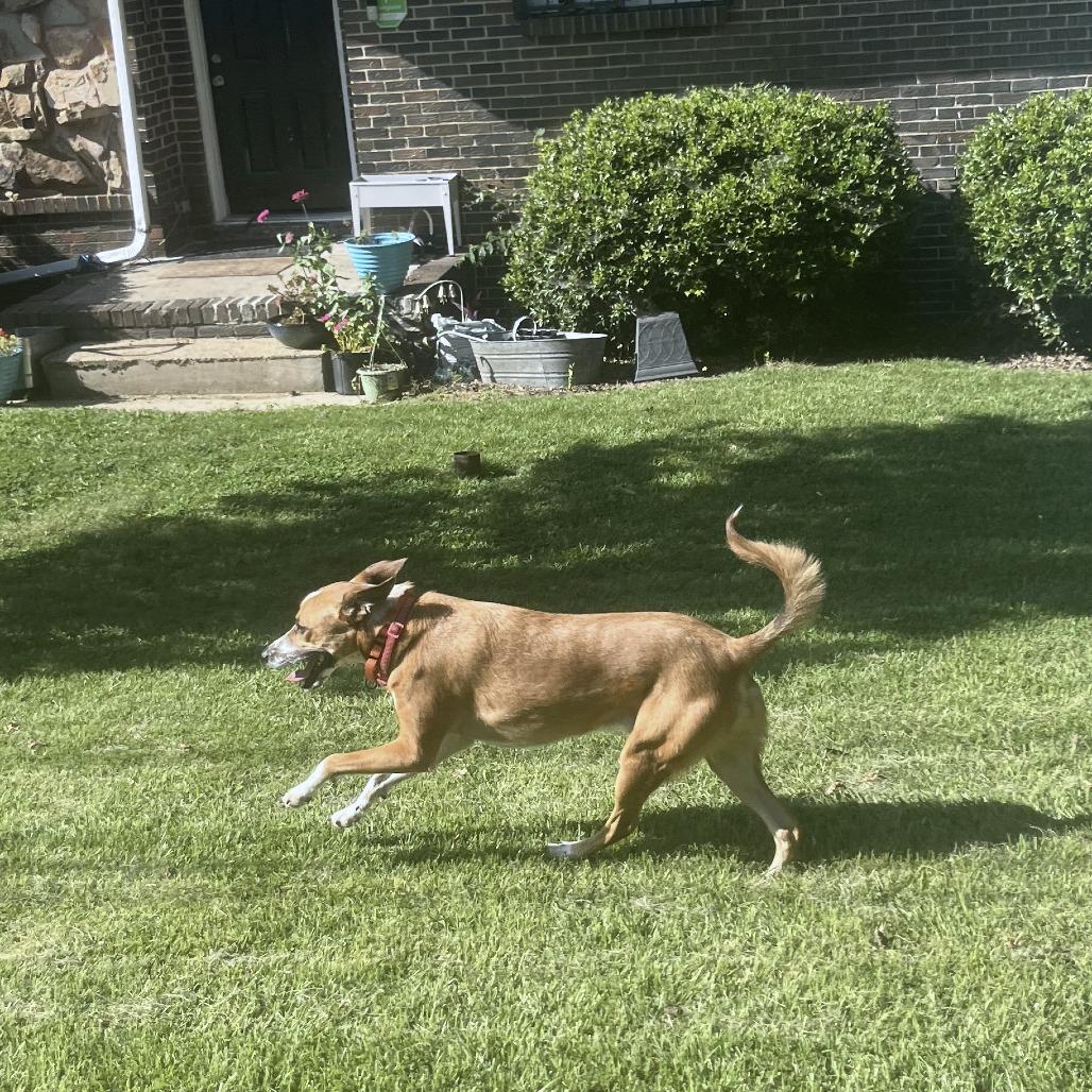 Tiko, a Adoptable mixed breed in Helena, AL image 3/3