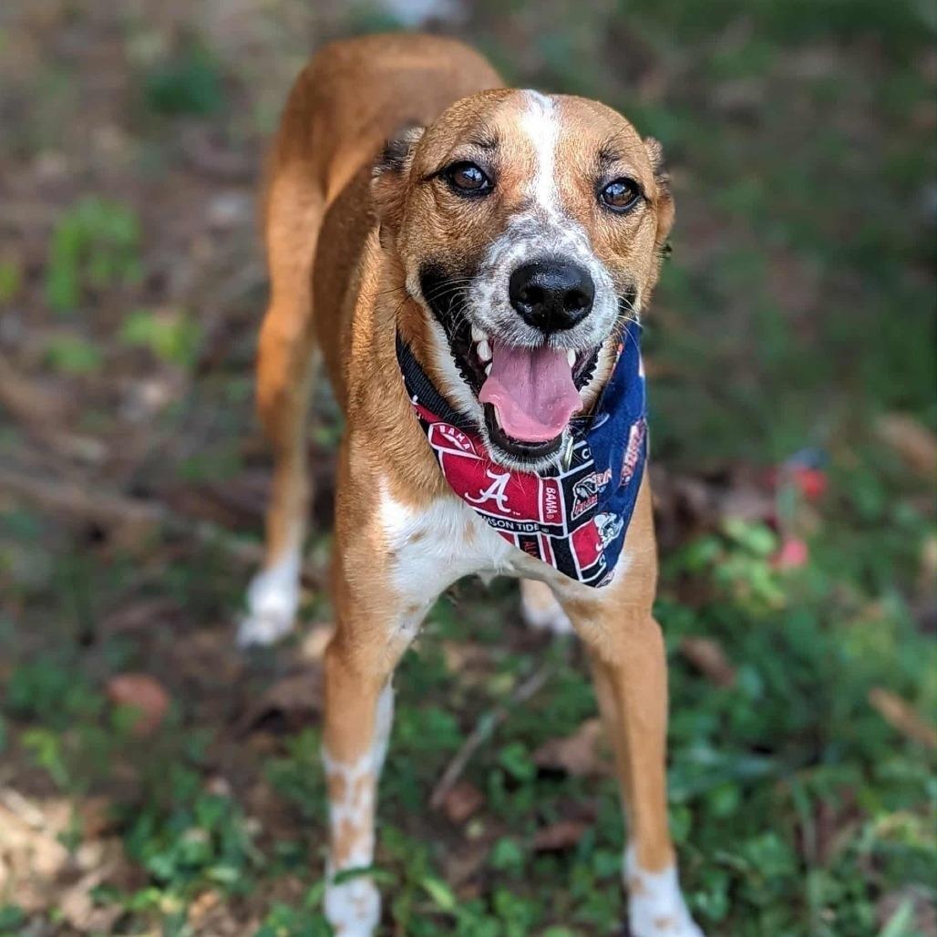 Tiko, Adoptable, Adult Male Hound & Beagle.