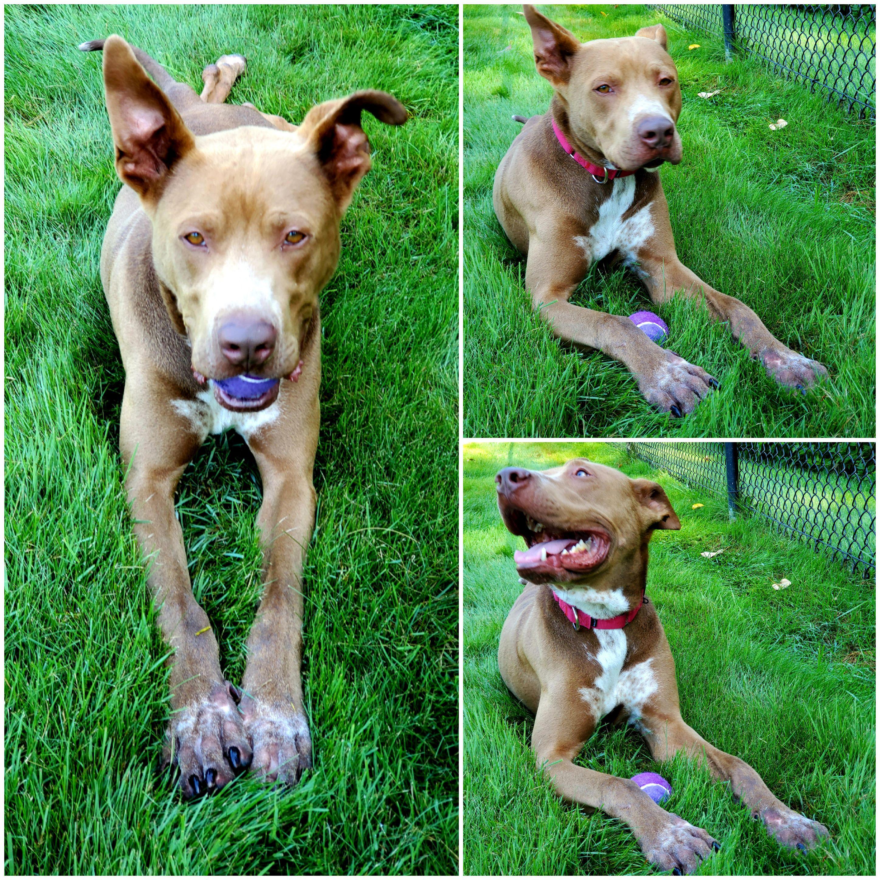 Enlarge Jax, a Adoptable mixed breed in Meridian, ID image 6/6