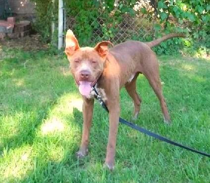 Enlarge Jax, a Adoptable mixed breed in Meridian, ID image 1/6