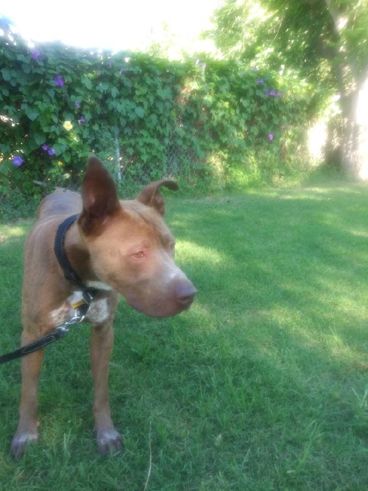 Enlarge Jax, a Adoptable mixed breed in Meridian, ID image 4/6