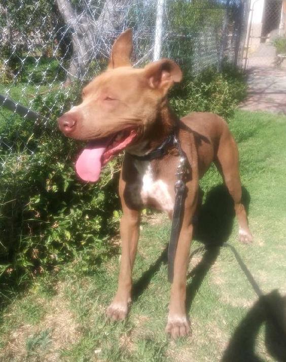 Enlarge Jax, a Adoptable mixed breed in Meridian, ID image 2/6