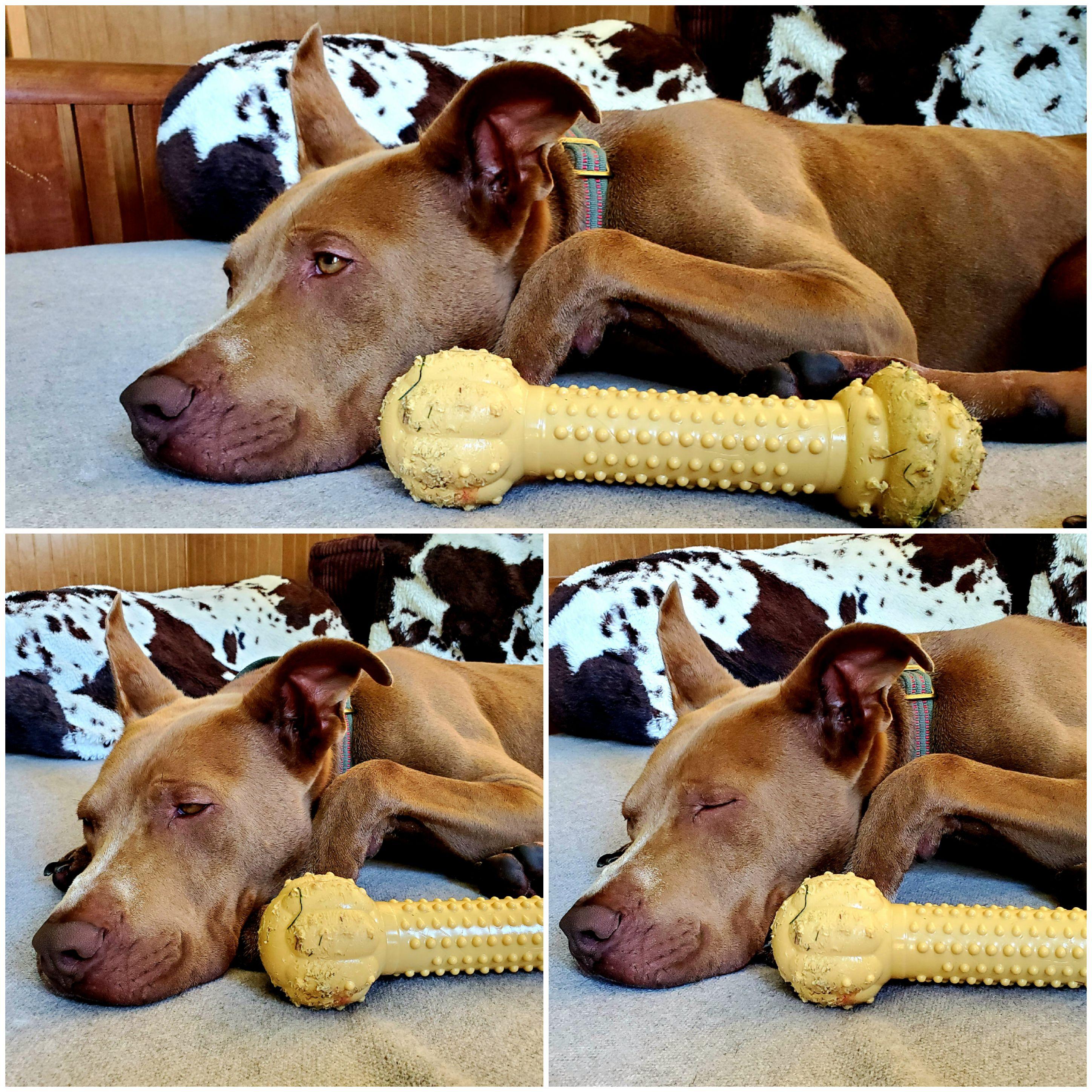 Enlarge Jax, a Adoptable mixed breed in Meridian, ID image 5/6