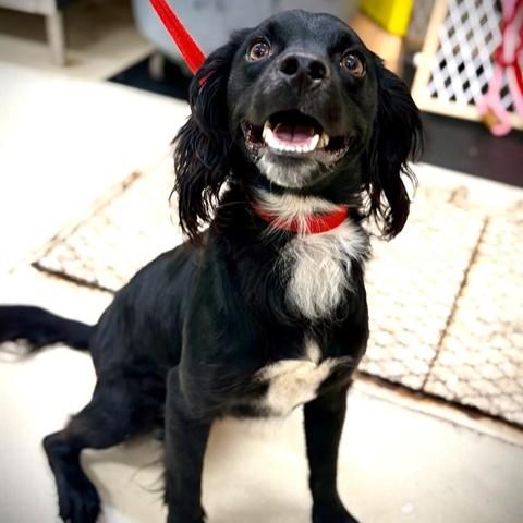 Sausage- 53685, Adoptable, Adult Male Brittany Spaniel.