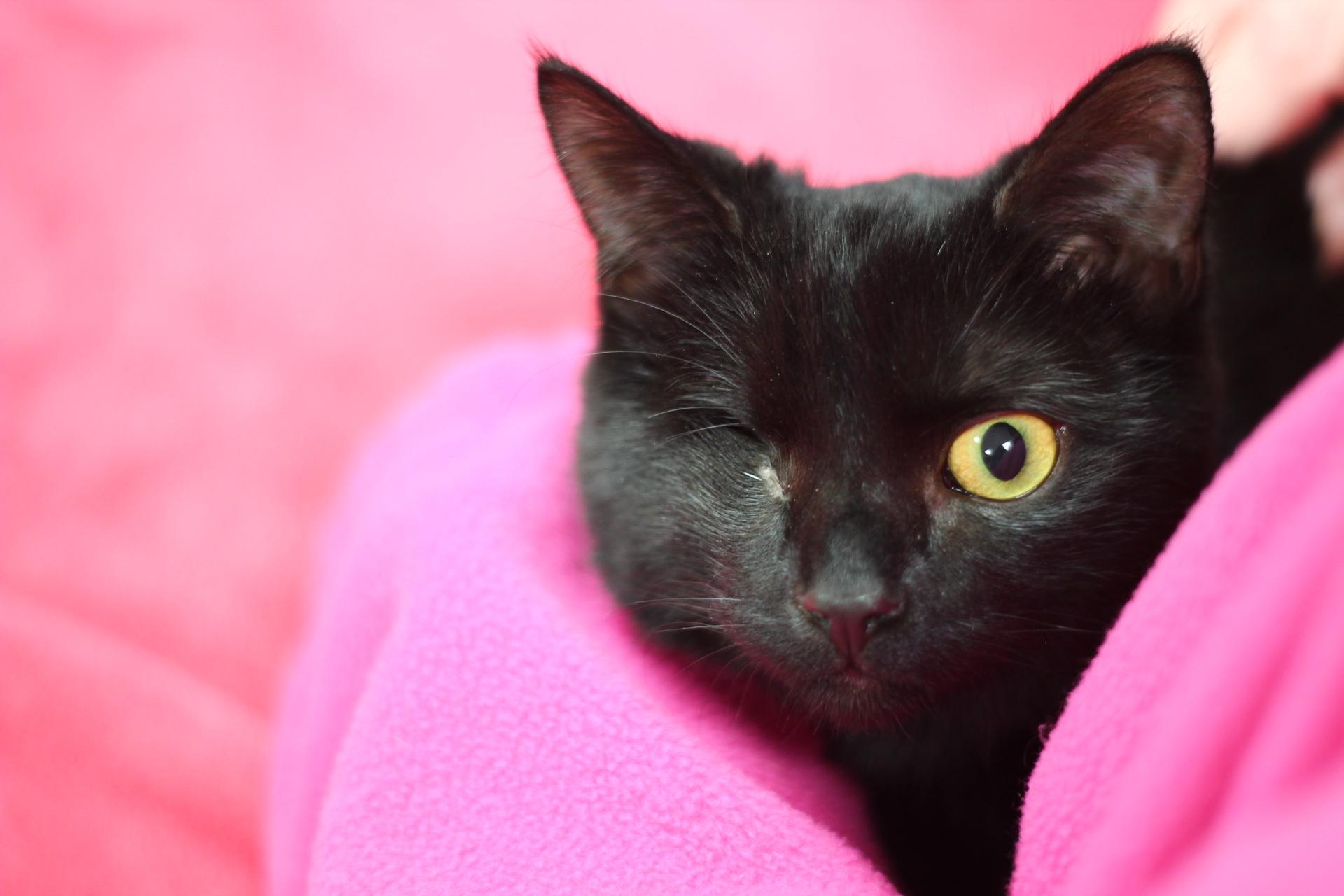 Sarah, Adopted, Adult Female Domestic Short Hair.