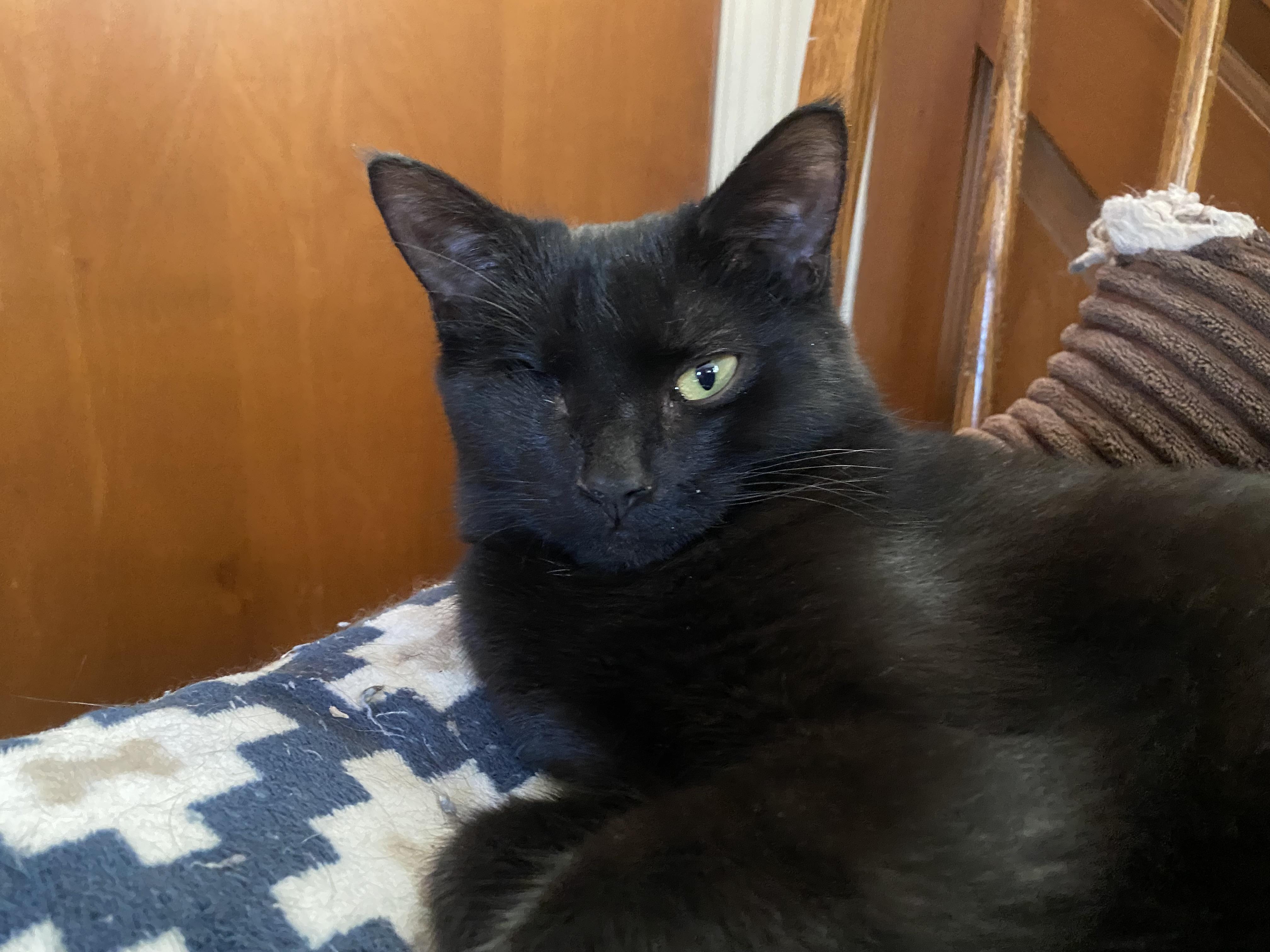 Enlarge Sarah, a Adopted mixed breed in Toledo, OH image 2/5