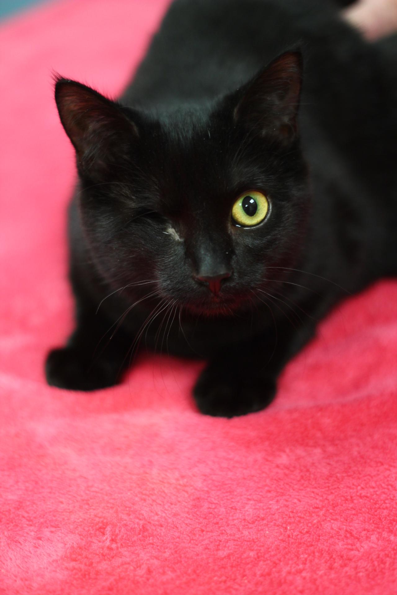 Enlarge Sarah, a Adopted mixed breed in Toledo, OH image 3/5