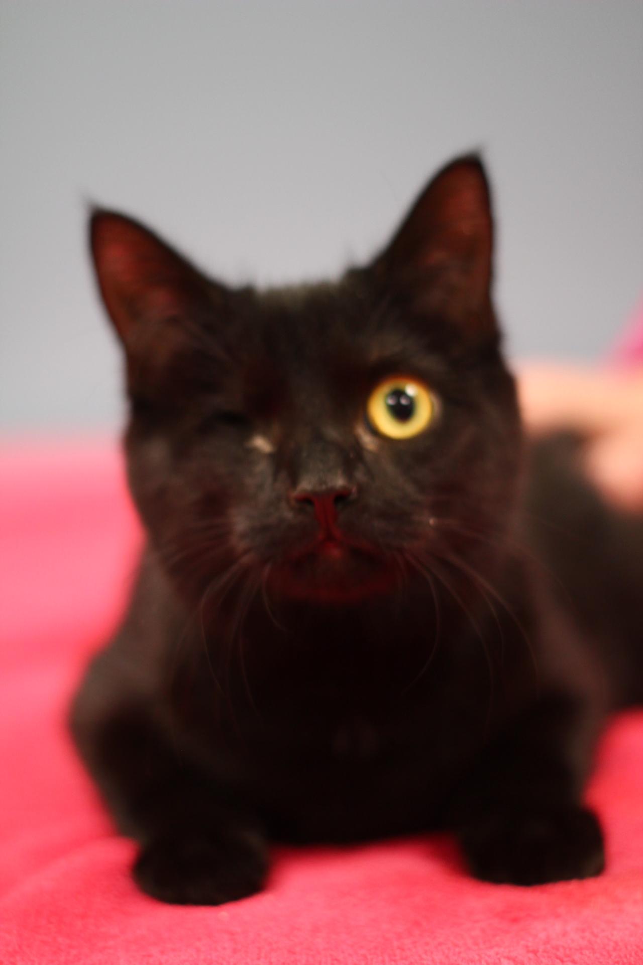 Enlarge Sarah, a Adopted mixed breed in Toledo, OH image 4/5