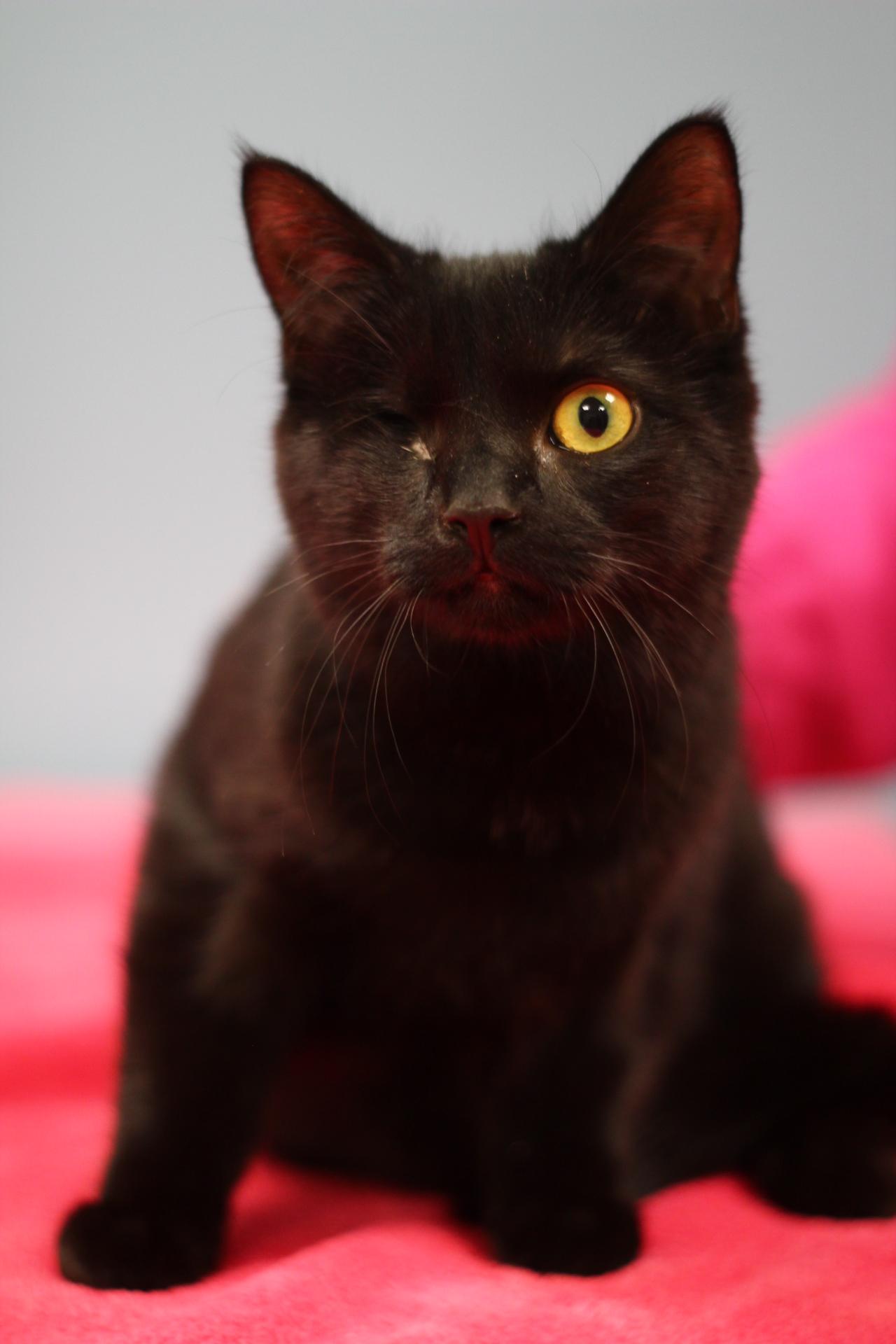 Enlarge Sarah, a Adopted mixed breed in Toledo, OH image 5/5