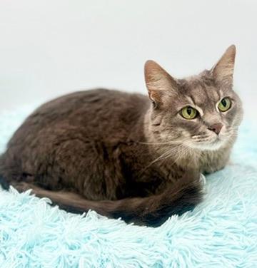 Enlarge Smokey, an adoptable Domestic Long Hair in Covington, LA image 5/6