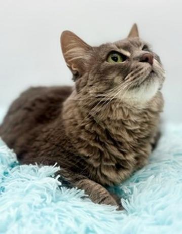 Enlarge Smokey, an adoptable Domestic Long Hair in Covington, LA image 6/6
