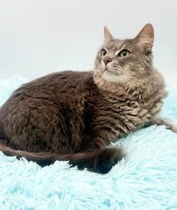 Enlarge Smokey, an adoptable Domestic Long Hair in Covington, LA image 3/6