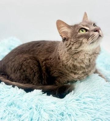 Enlarge Smokey, an adoptable Domestic Long Hair in Covington, LA image 4/6