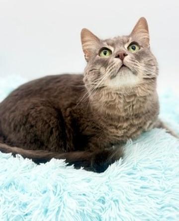 Enlarge Smokey, an adoptable Domestic Long Hair in Covington, LA image 1/6