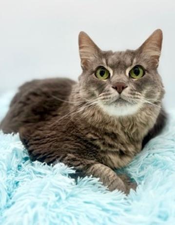 Enlarge Smokey, an adoptable Domestic Long Hair in Covington, LA image 2/6