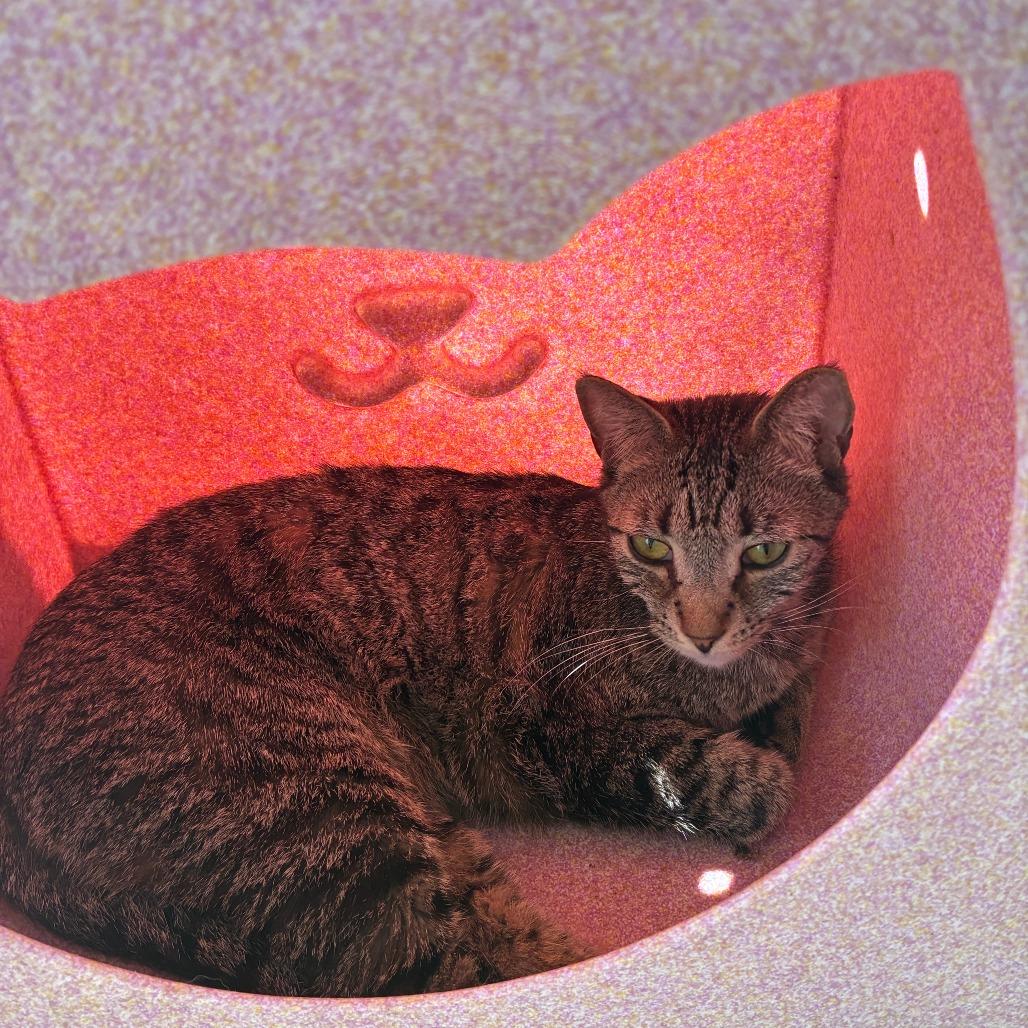 Jiminy Cricket, a Adoptable Domestic Short Hair in Los Angeles, CA image 1/2