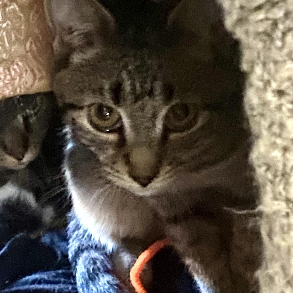 Jiminy Cricket, a Adoptable Domestic Short Hair in Los Angeles, CA image 2/2