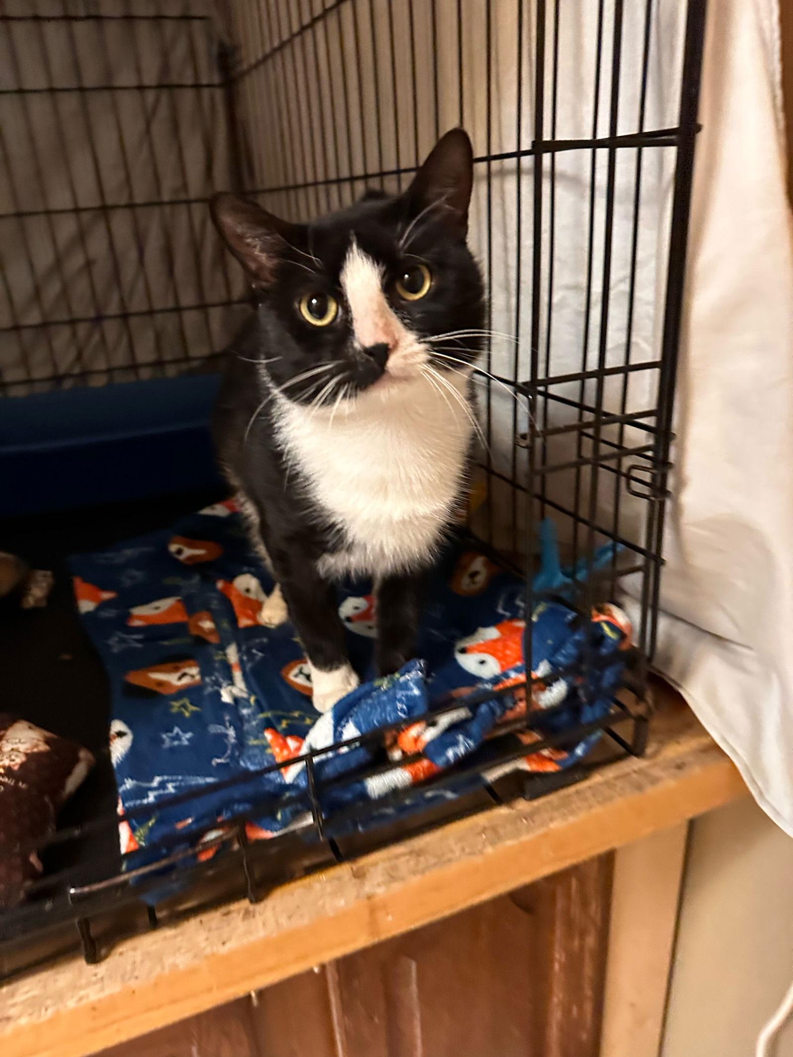 Enlarge Pepperoni FCID#09/19/2025-108, a Adopted Domestic Short Hair in Greenville, DE image 1/3