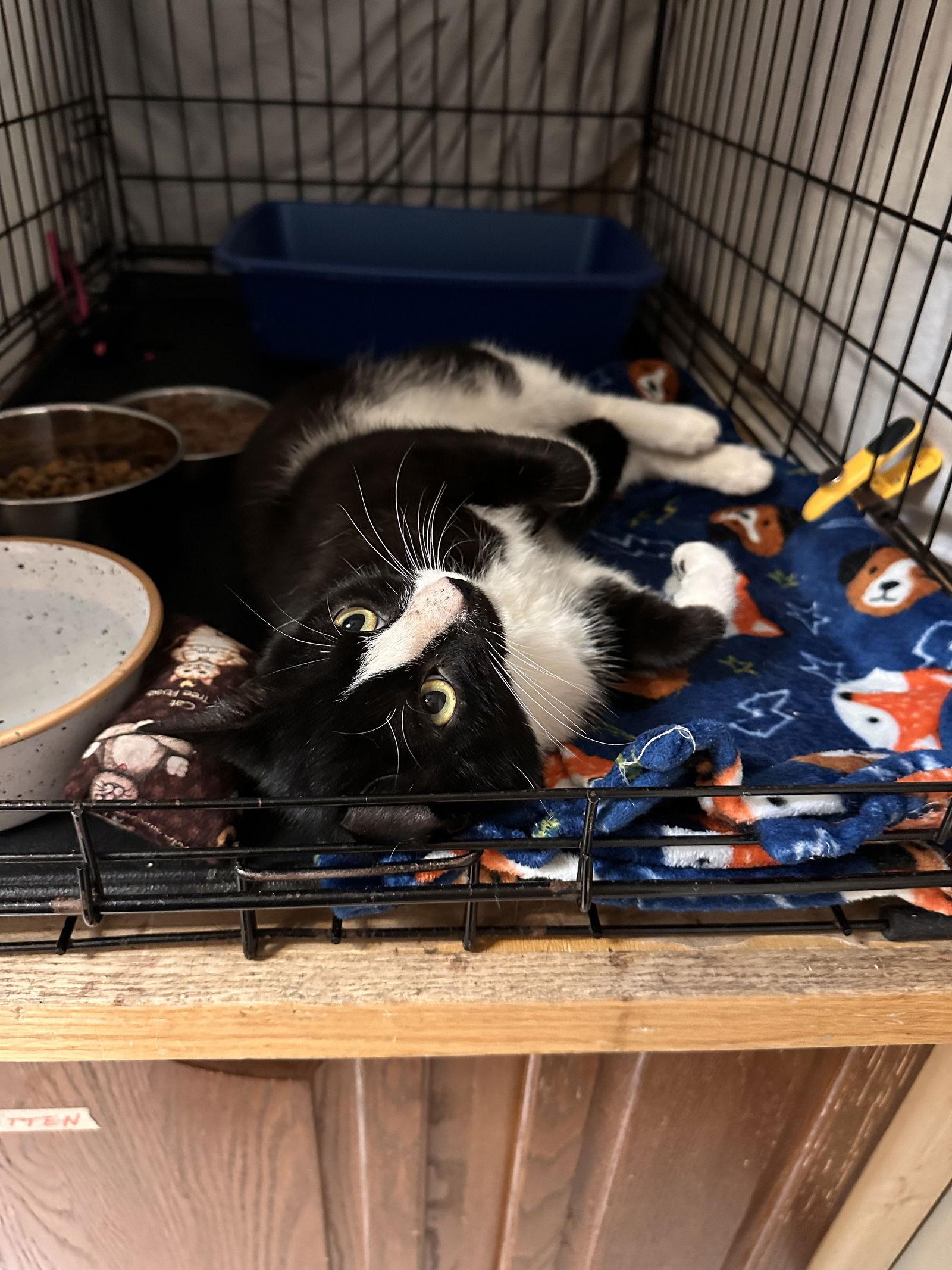 Enlarge Pepperoni FCID#09/19/2025-108, a Adopted Domestic Short Hair in Greenville, DE image 2/3