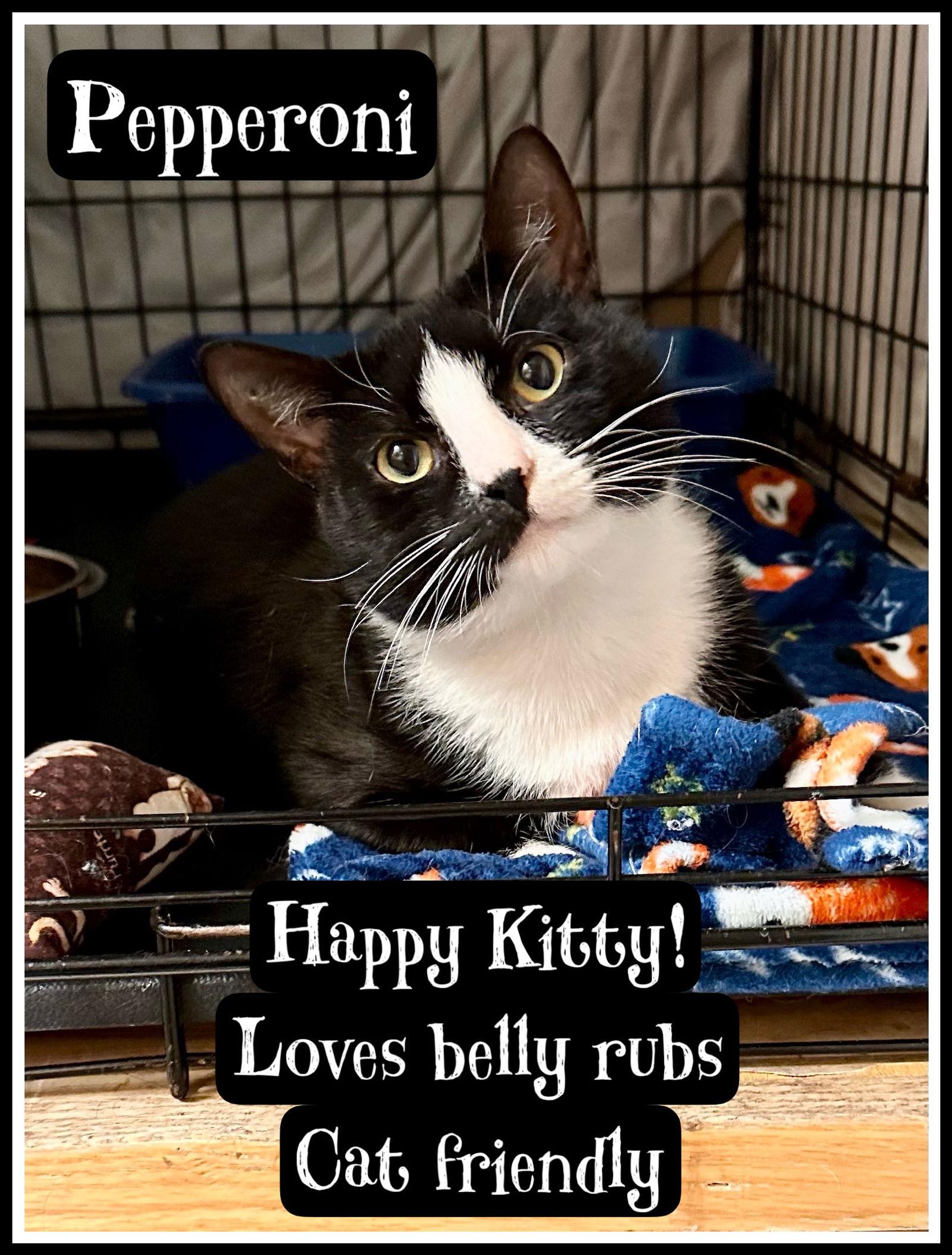 Enlarge Pepperoni FCID#09/19/2025-108, a Adopted Domestic Short Hair in Greenville, DE image 3/3