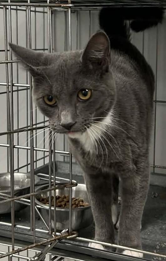 Ranger, an adopted Domestic Short Hair in Wakefield, RI image 2/3