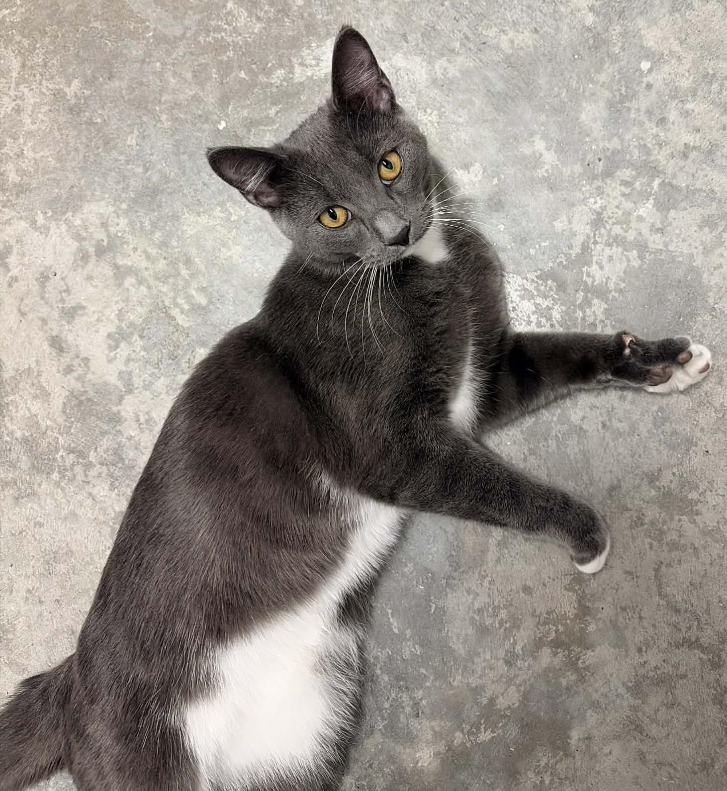 Ranger, adopted, Young Male Domestic Short Hair.