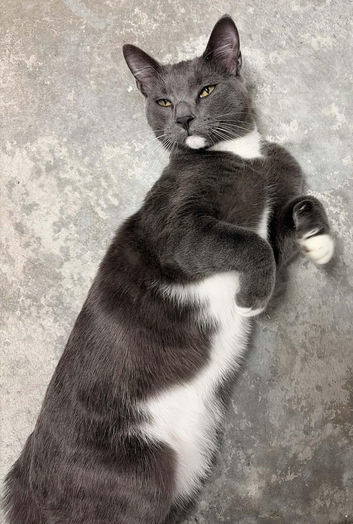 Ranger, an adopted Domestic Short Hair in Wakefield, RI image 3/3