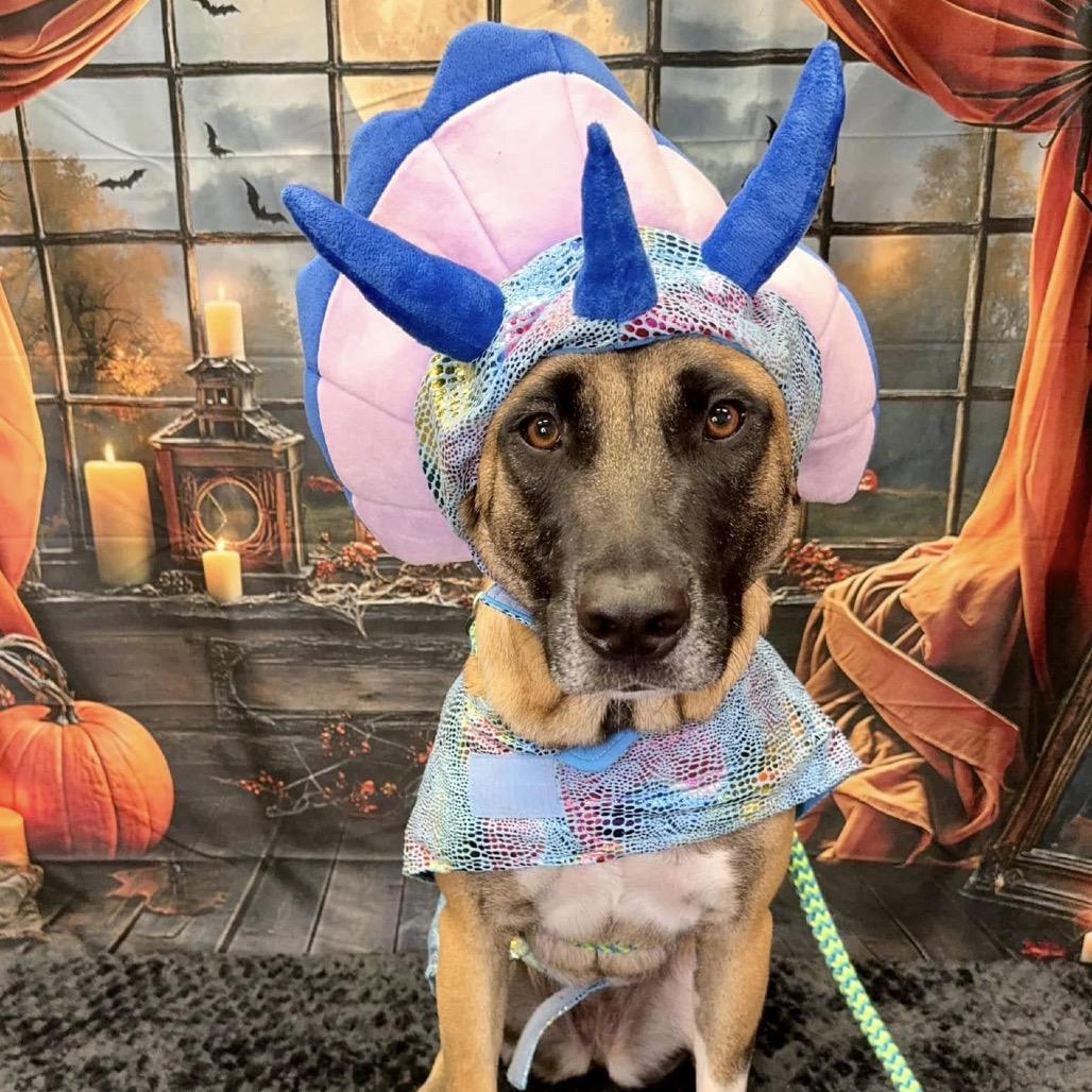 Enlarge Helgi, a Adoptable mixed breed in Wichita, KS image 2/2