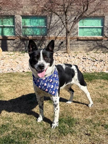 Zara (92764) , ADOPTABLE, Adult Female Australian Cattle Dog / Blue Heeler & Corgi.