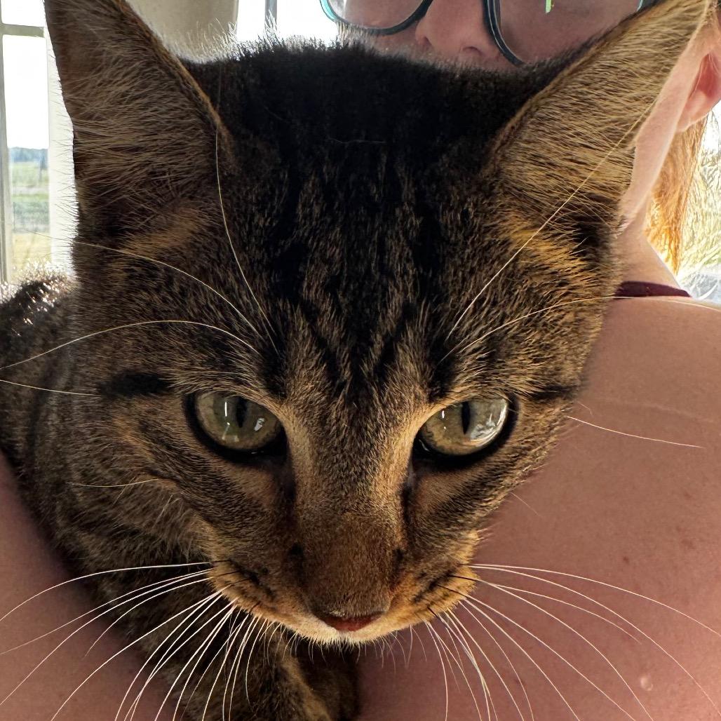 Kyle, Adoptable, Young Male American Shorthair.