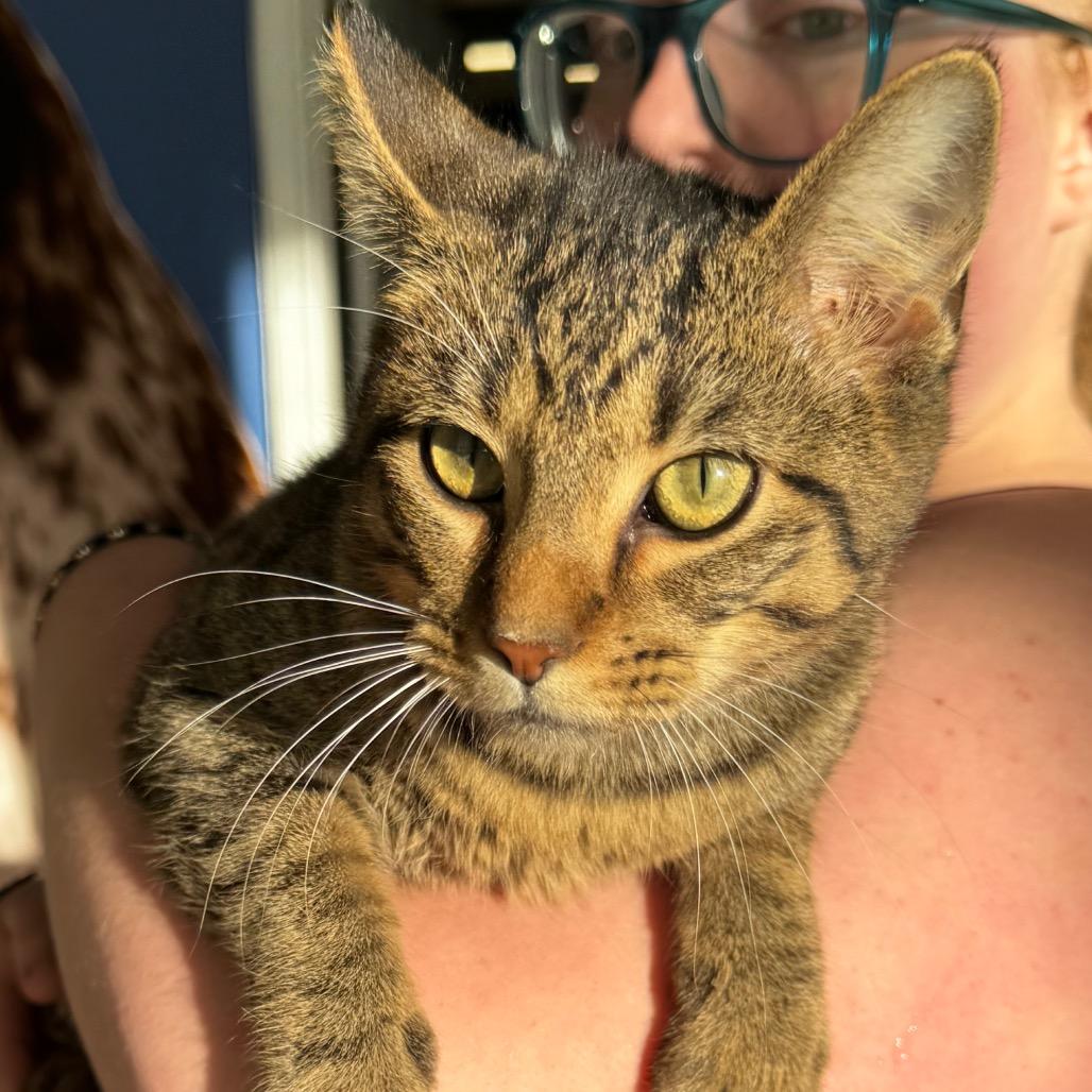 Enlarge Kyle, a Adoptable American Shorthair in Clarksdale, MS image 2/4