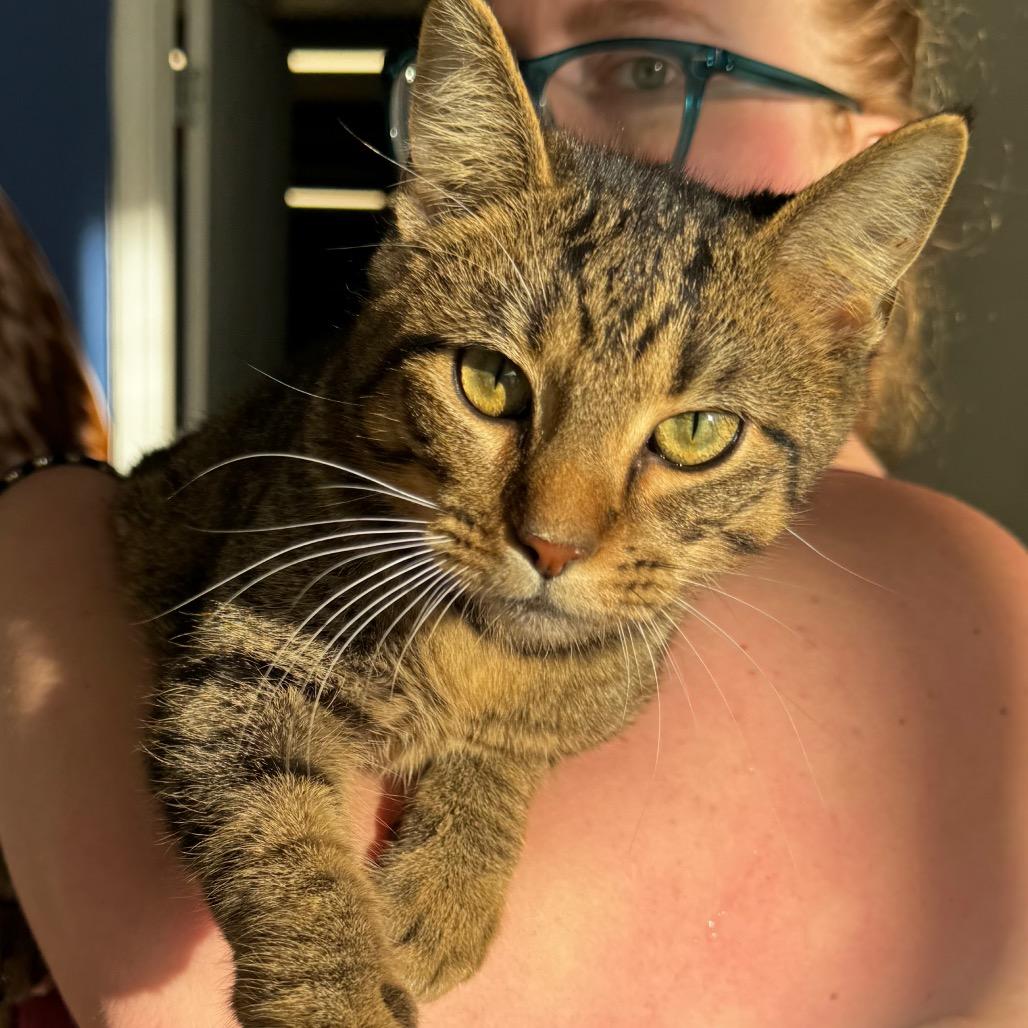 Enlarge Kyle, a Adoptable American Shorthair in Clarksdale, MS image 3/4