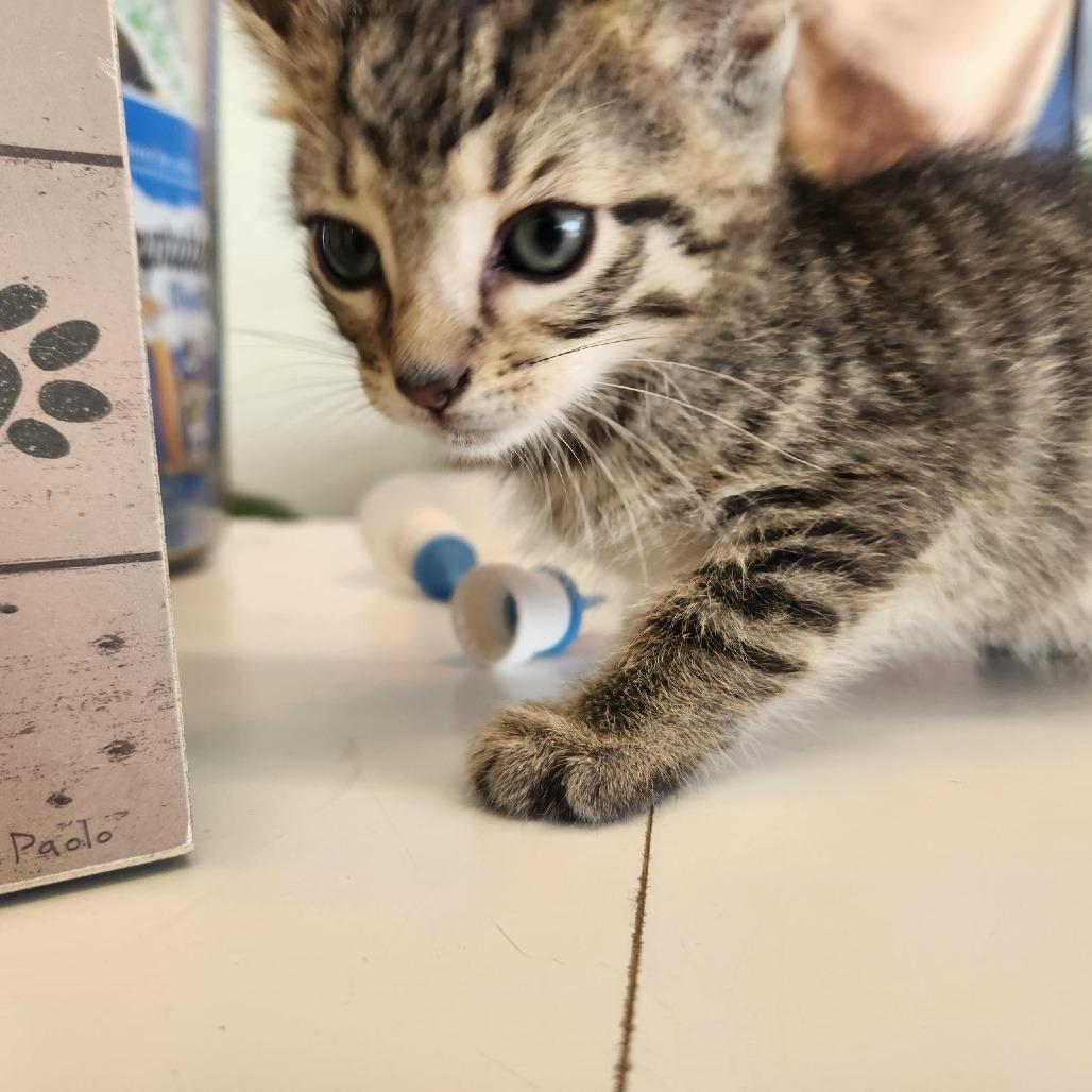 Enlarge Kyle, a Adoptable American Shorthair in Clarksdale, MS image 4/4