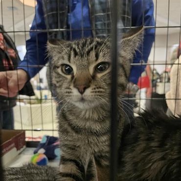 Dickens, ADOPTABLE, Kitten Male Domestic Short Hair.