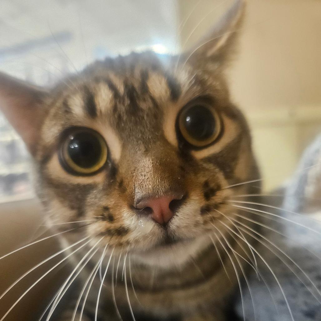Enlarge Lightning McQueen, a Adoptable Domestic Short Hair in Grantsville, UT image 1/1