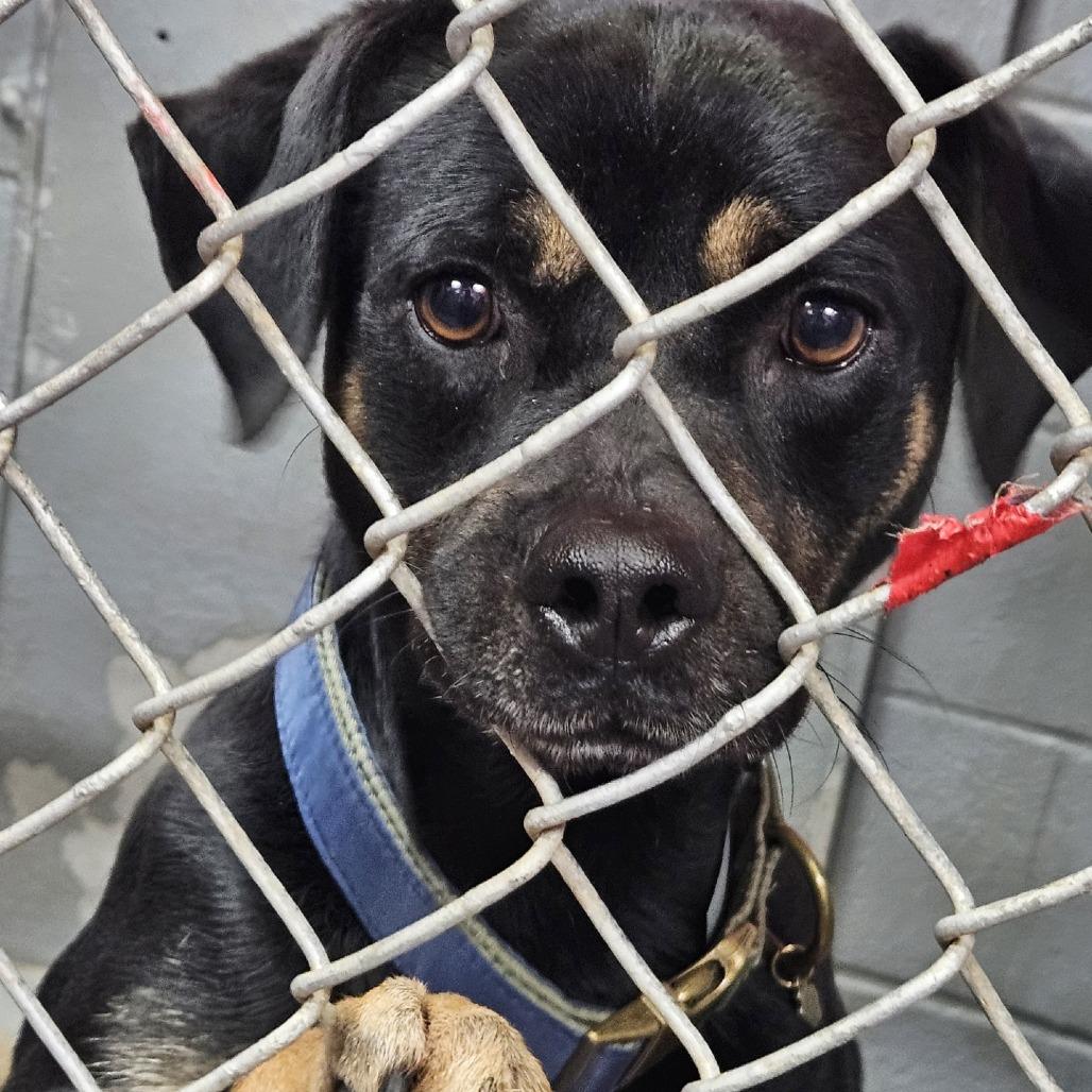 Enlarge Gus 2025, a Adoptable mixed breed in South Houston, TX image 1/1