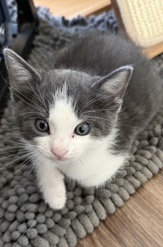 Locke, Adoptable, Kitten Male Domestic Short Hair.