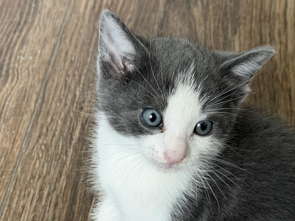 Locke, a Adoptable mixed breed in Richardson, TX image 4/5