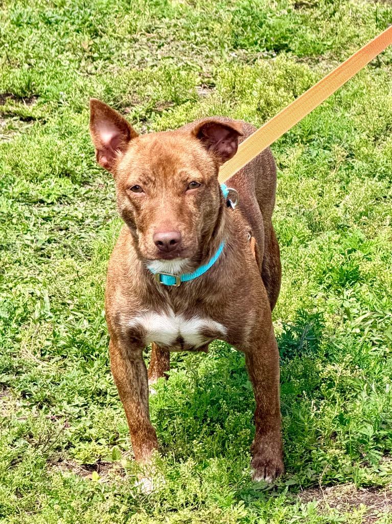 Locket, Adoptable, Senior Female Terrier & Mixed Breed.