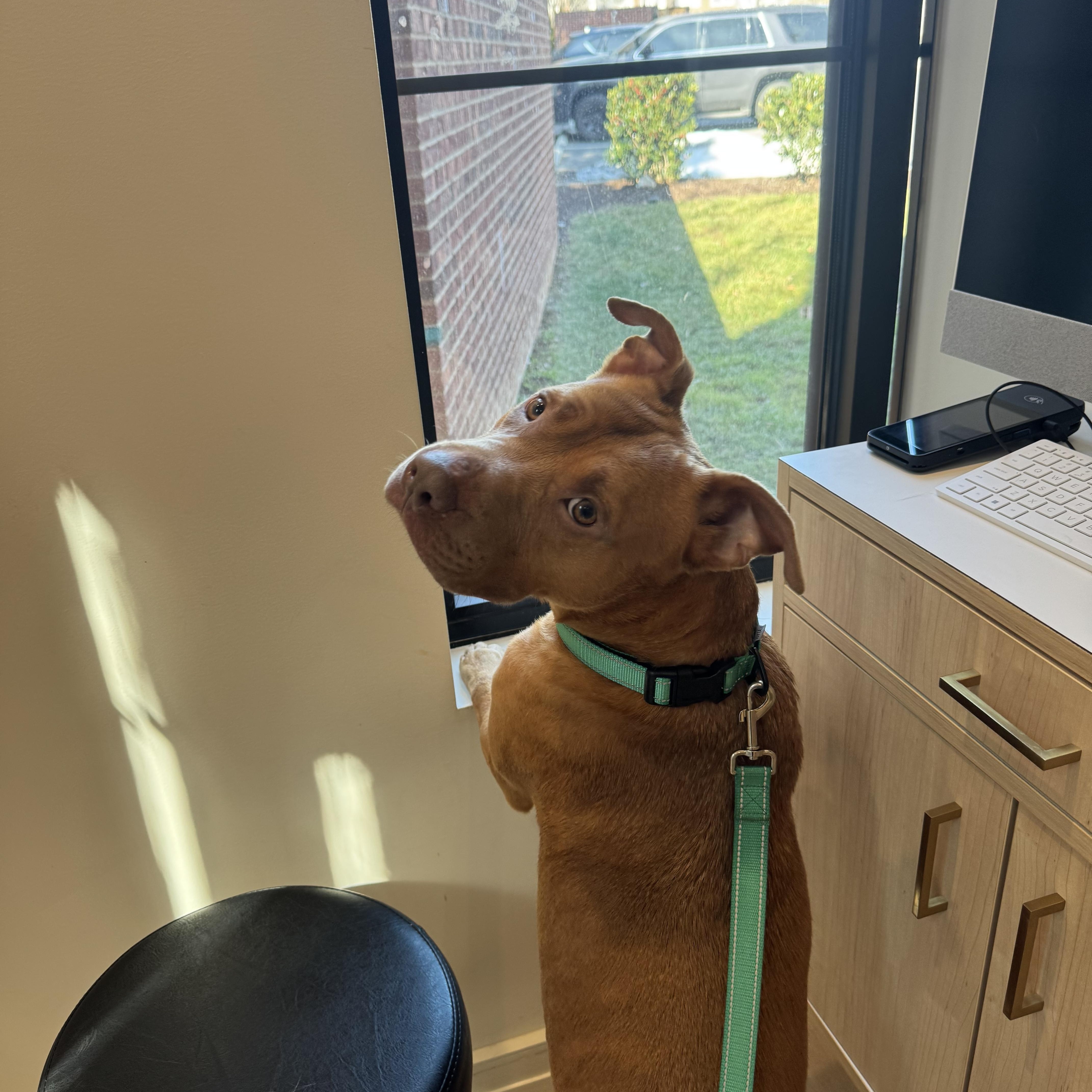 Vamos and Ken, adoptable, Young Male Pit Bull Terrier.