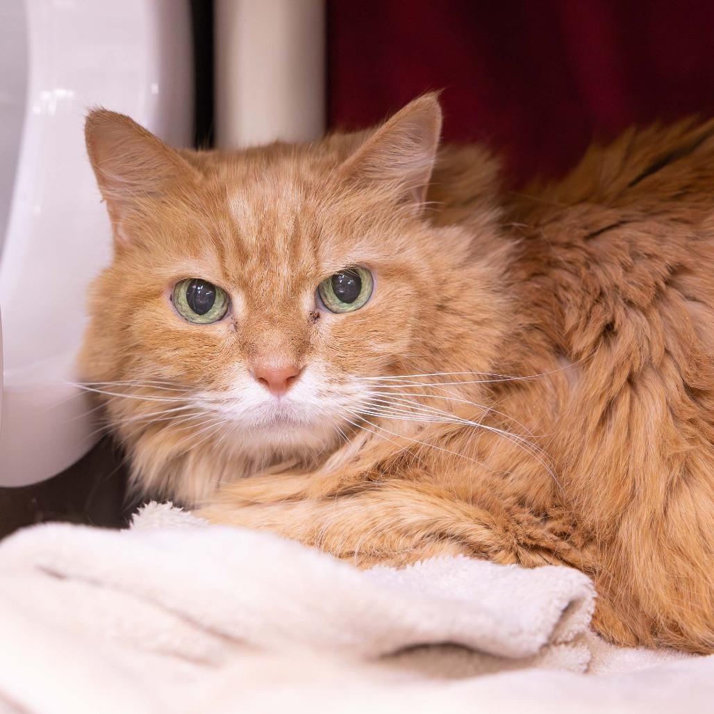 Enlarge Garfield, a Adoptable Domestic Medium Hair in Mentor, OH image 1/3